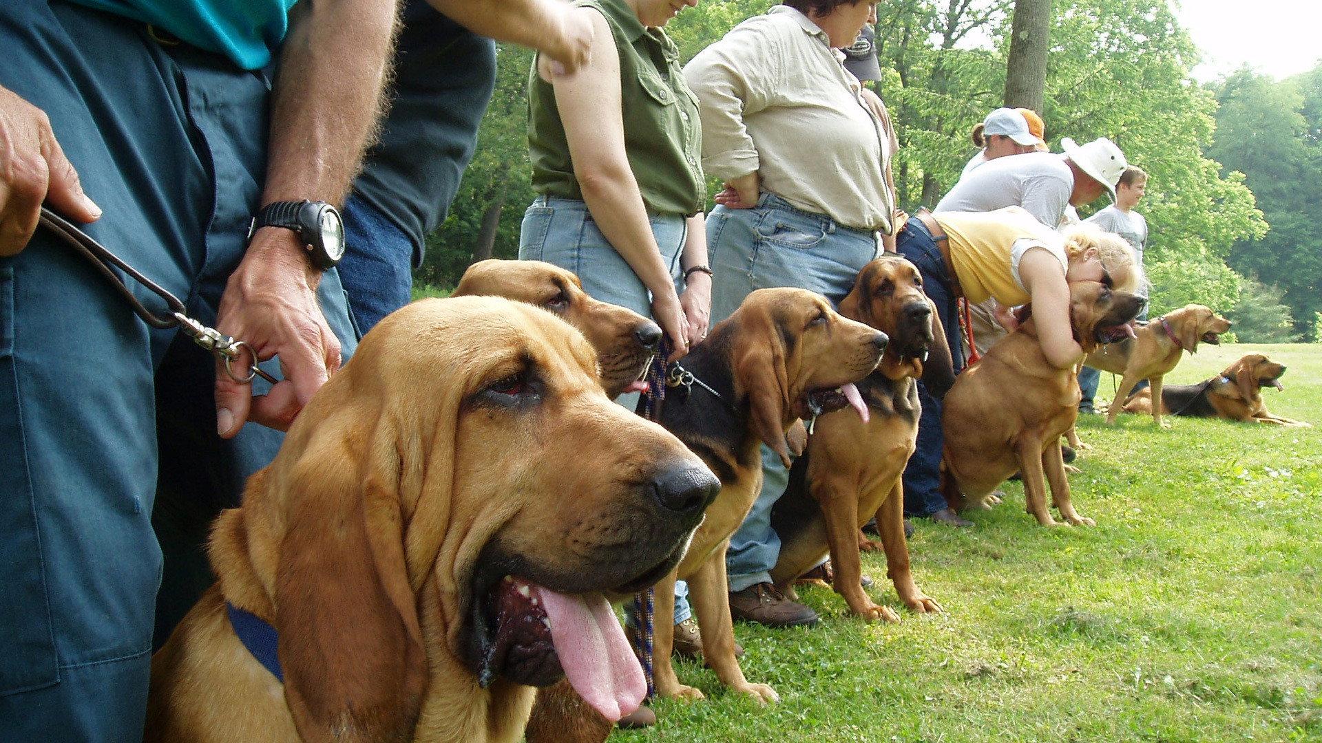 Still from Underdogs
