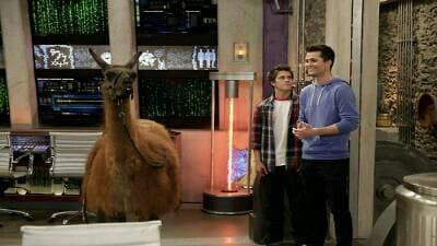 Still from Llama Drama