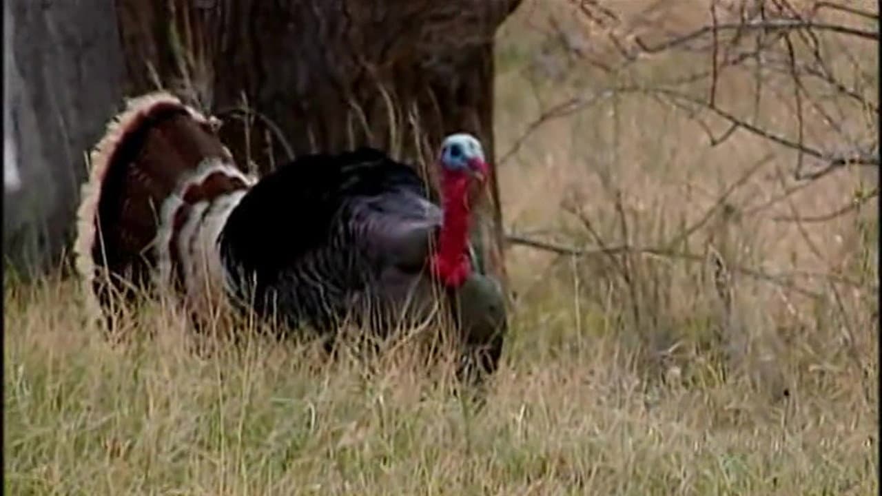 Still from The Turkey