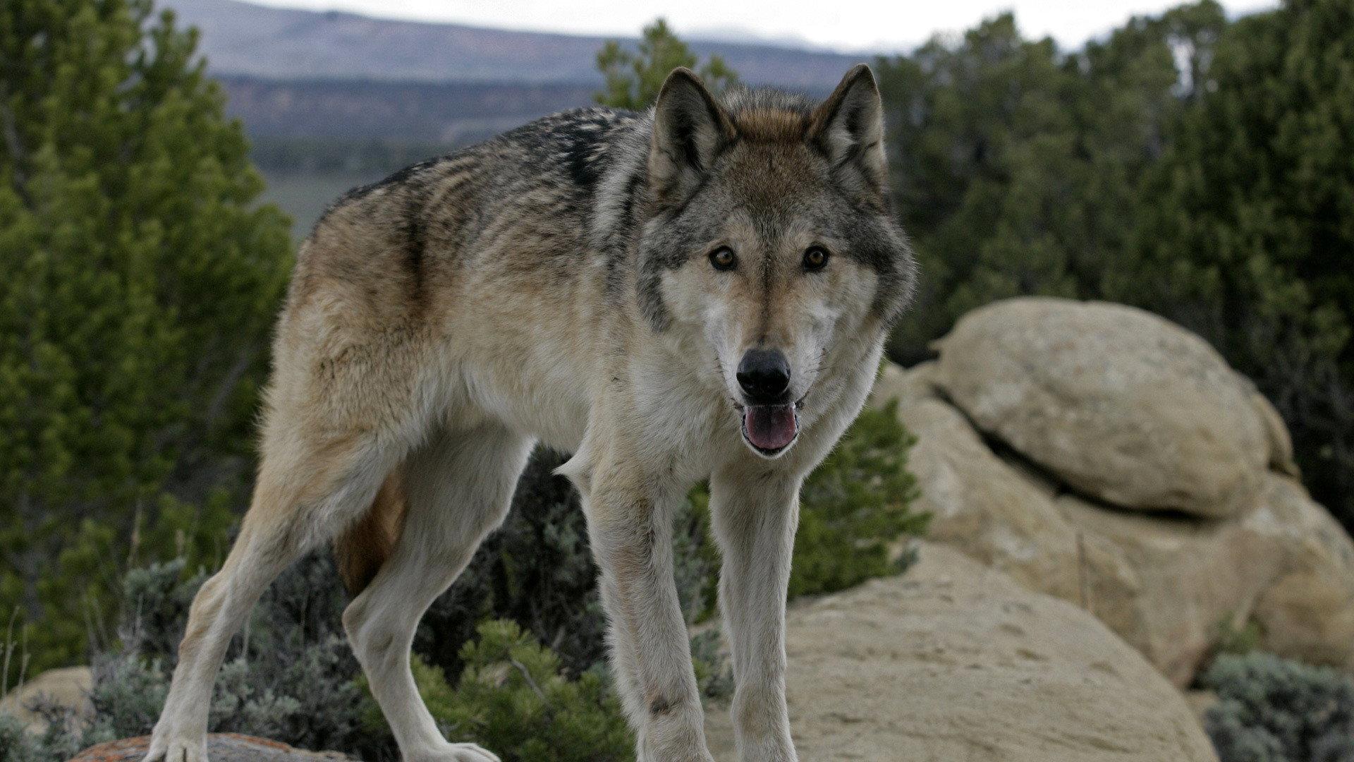 Still from The Wolf That Changed America