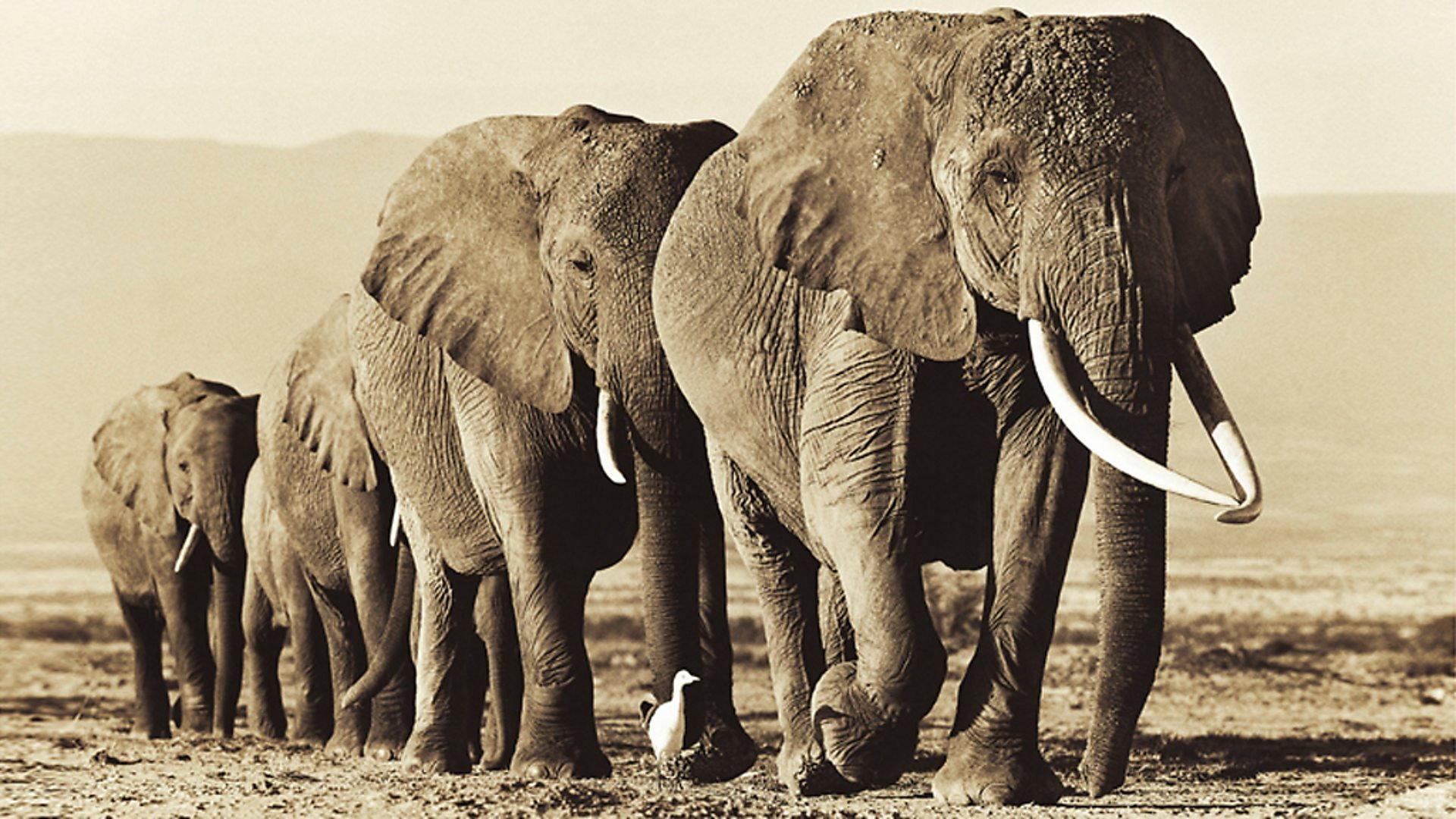 Still from Echo - An Unforgettable Elephant