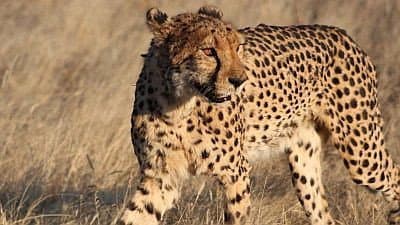 Still from Cheetahs in a Hot Spot