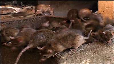Still from Rat Attack