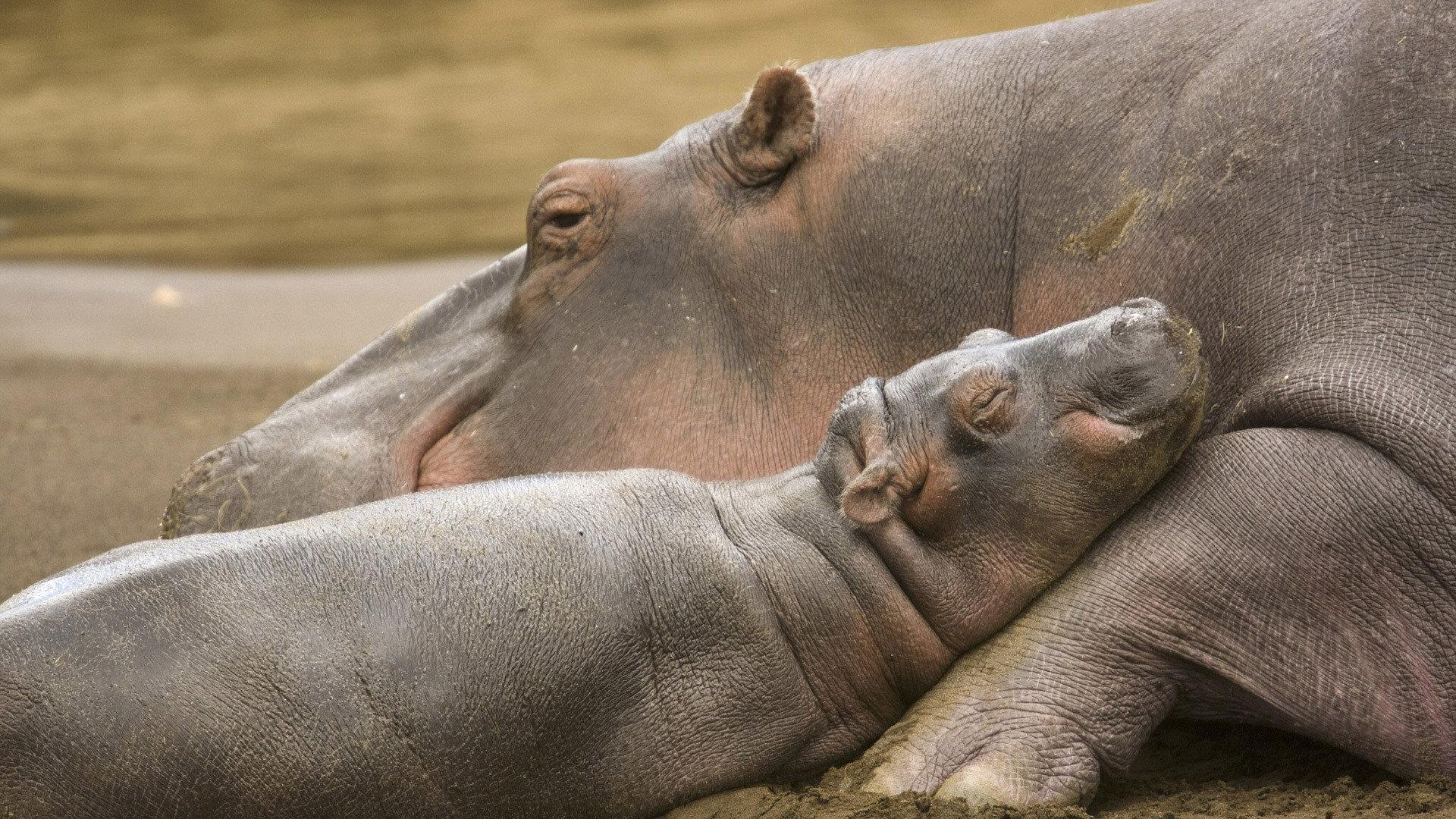 Still from Born Wild: The First Days of Life