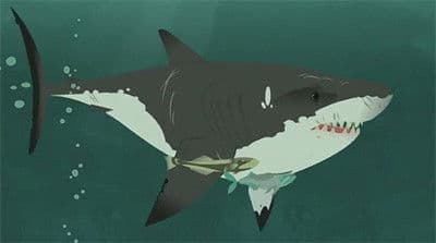 Still from Stuck On Sharks