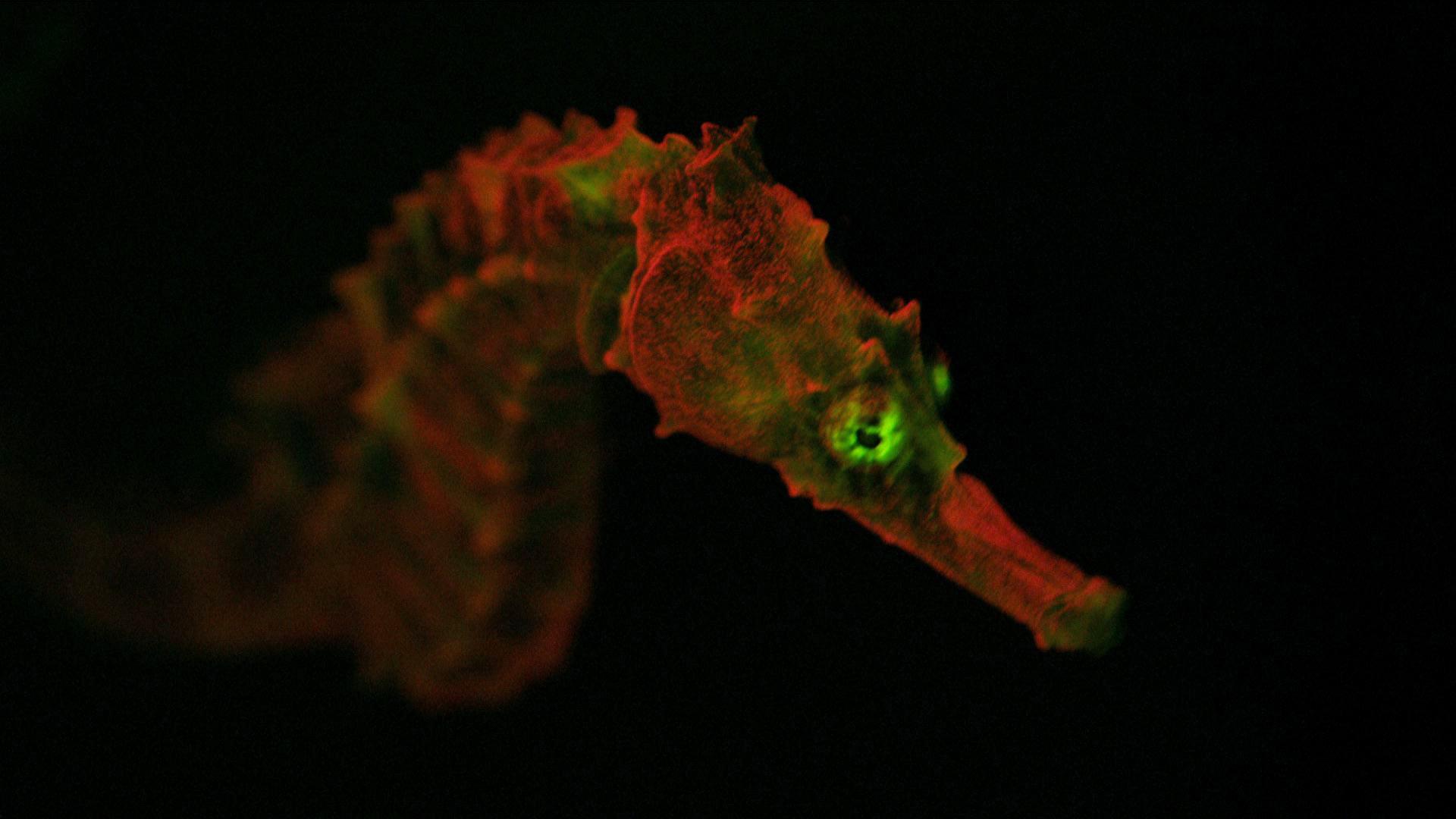 Still from Creatures of Light