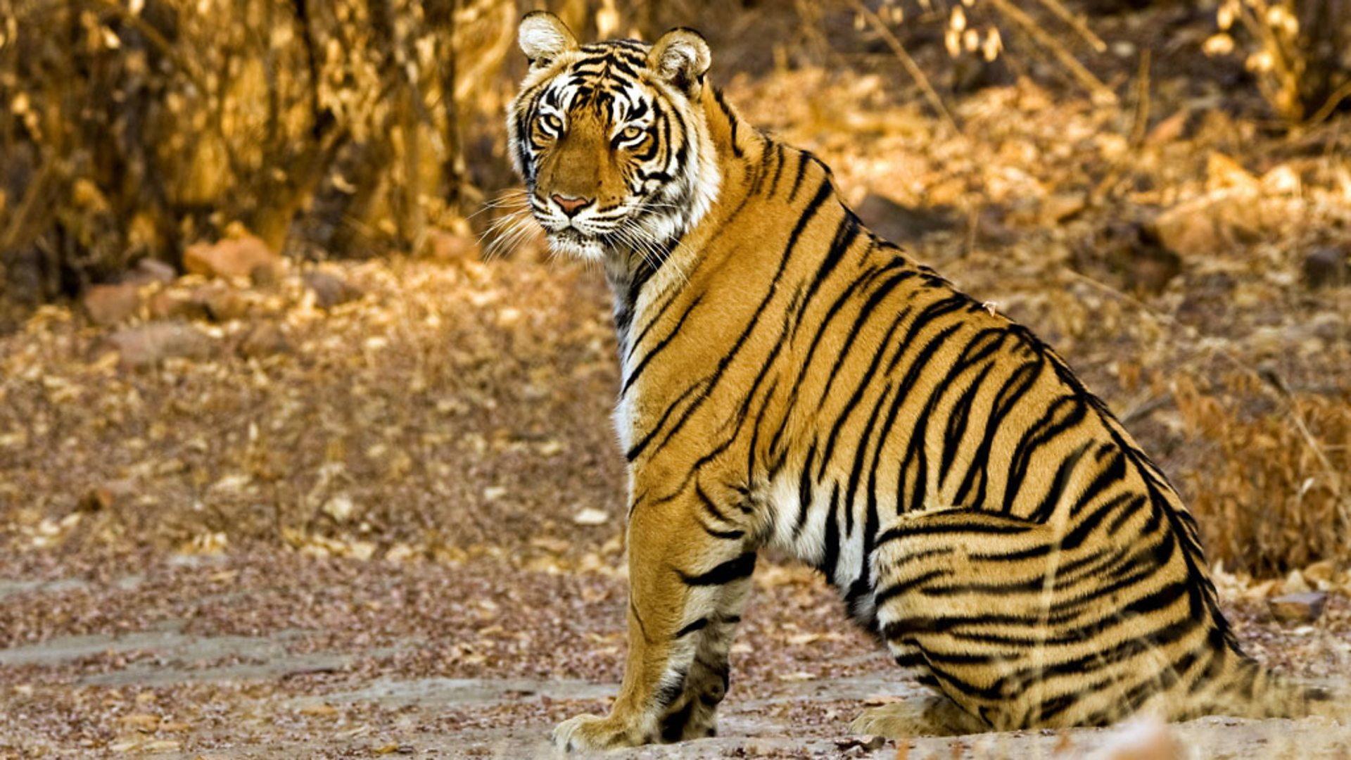 Still from Tiger Dynasty