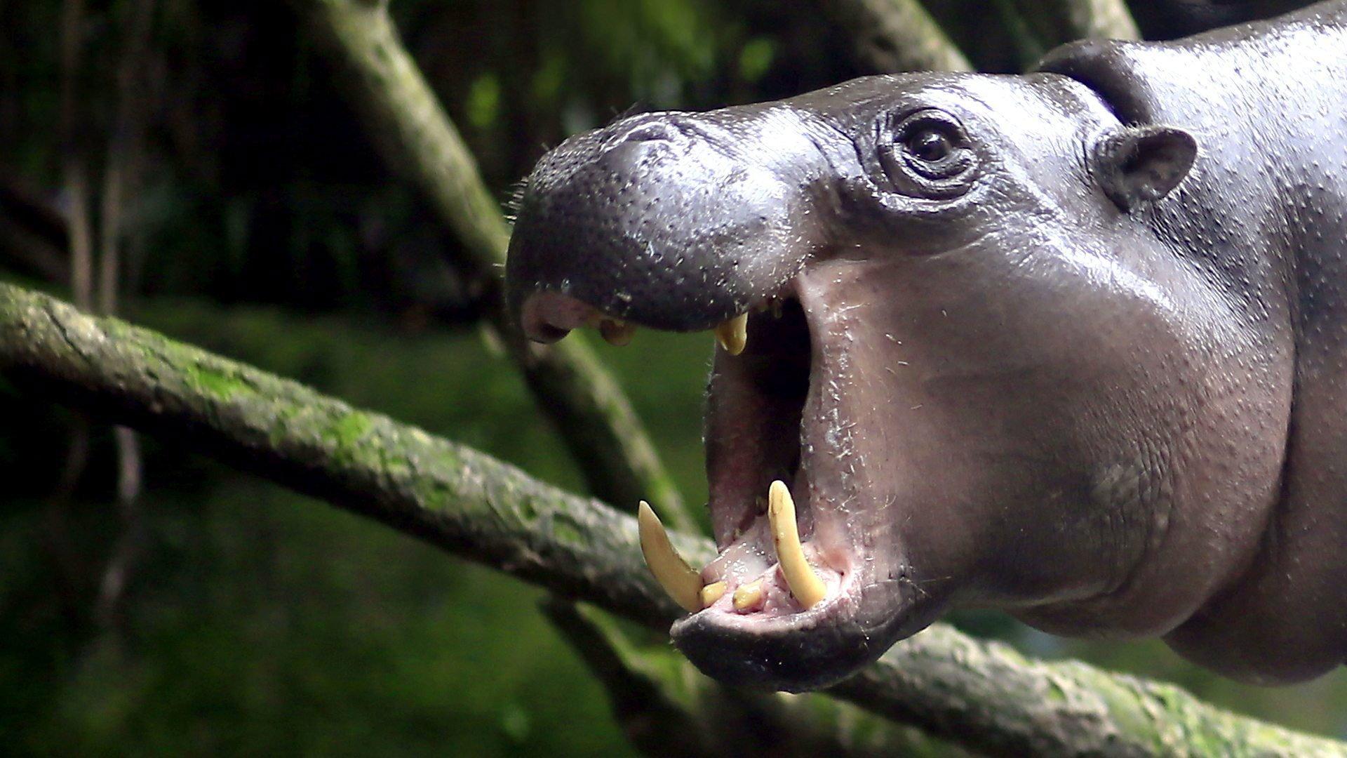 Still from The Pygmy Hippo: A Very Secret Life