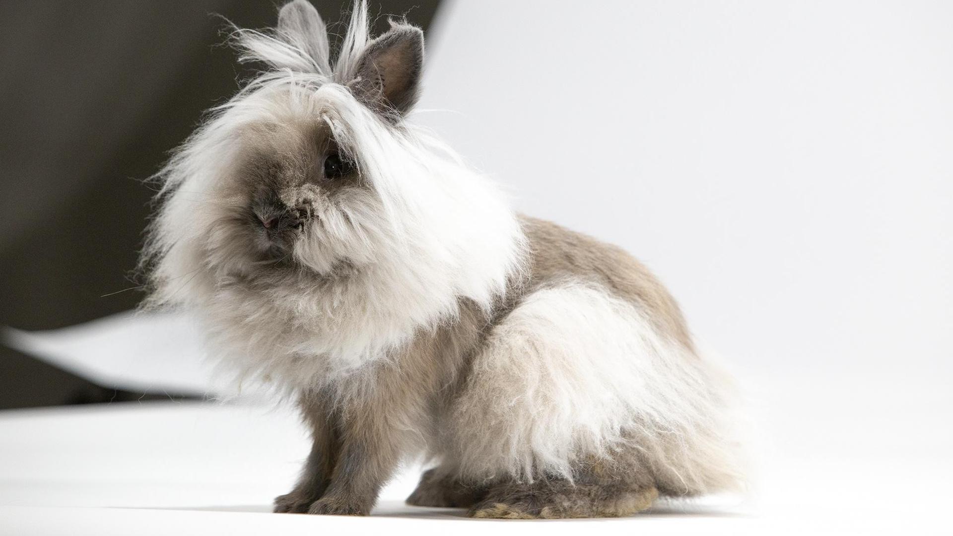 Still from Remarkable Rabbits