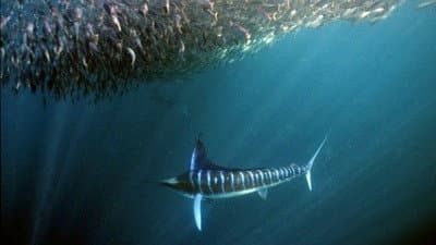 Still from Superfish