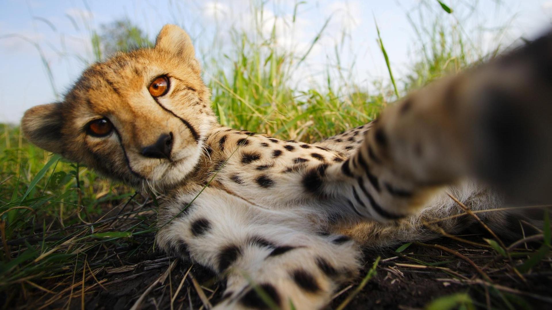 Still from The Cheetah Children