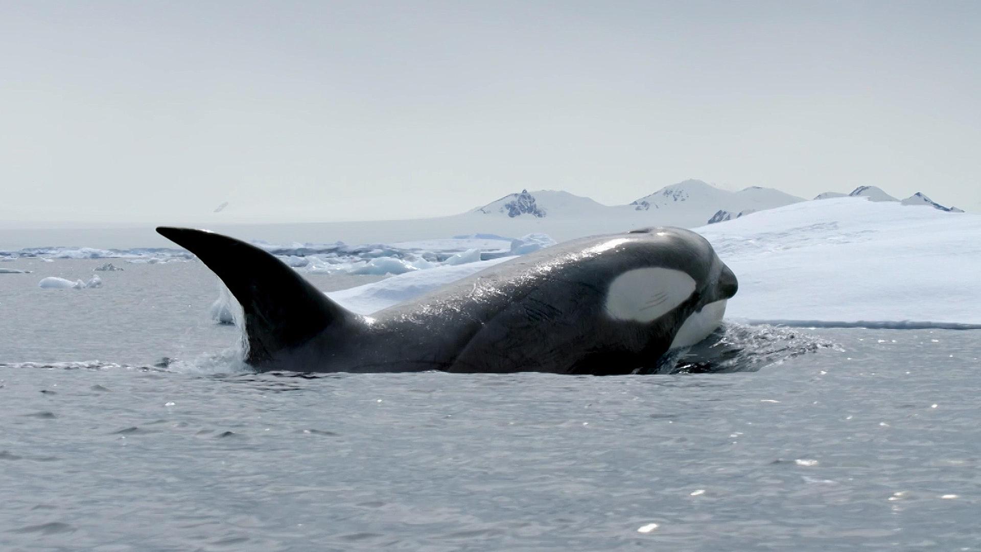 Still from Expedition Killer Whale