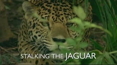 Still from Stalking the Jaguar