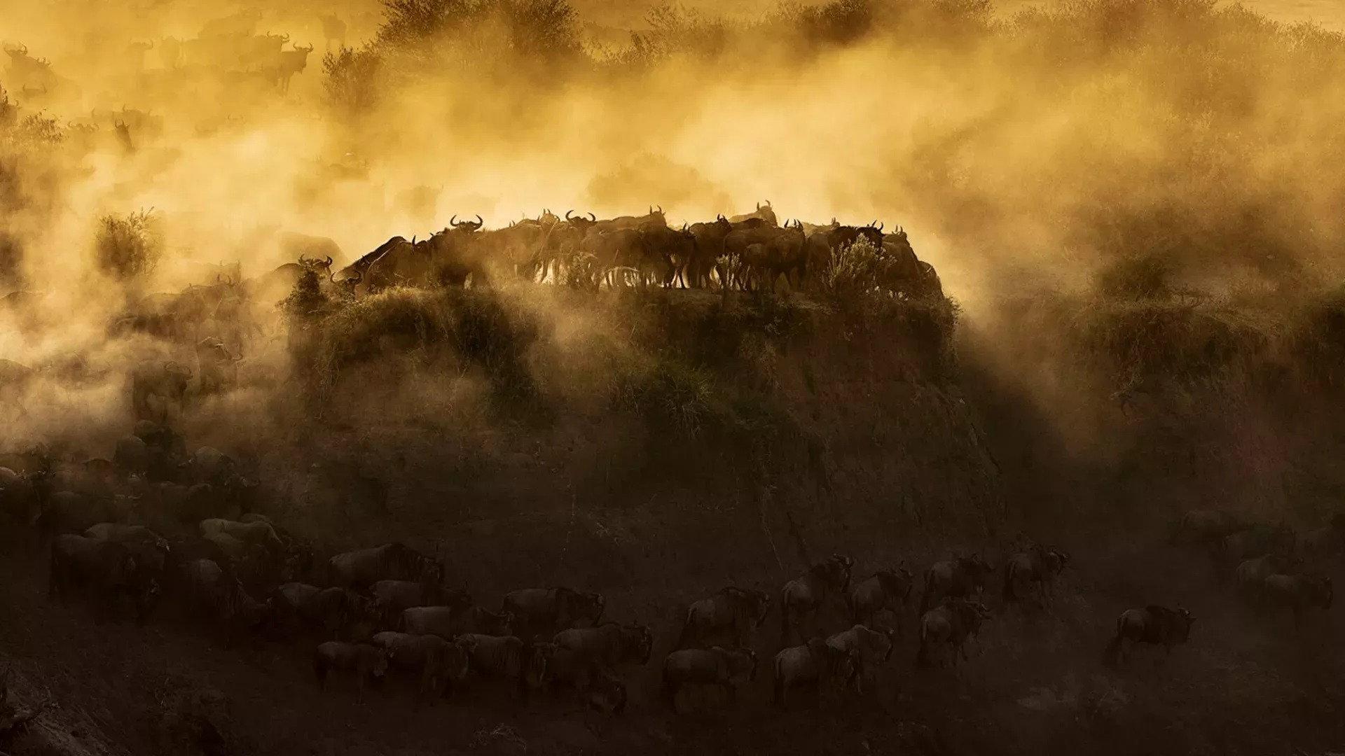 Still from Running with the Beest