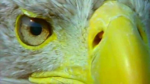 Still from The Eagle Has Landed