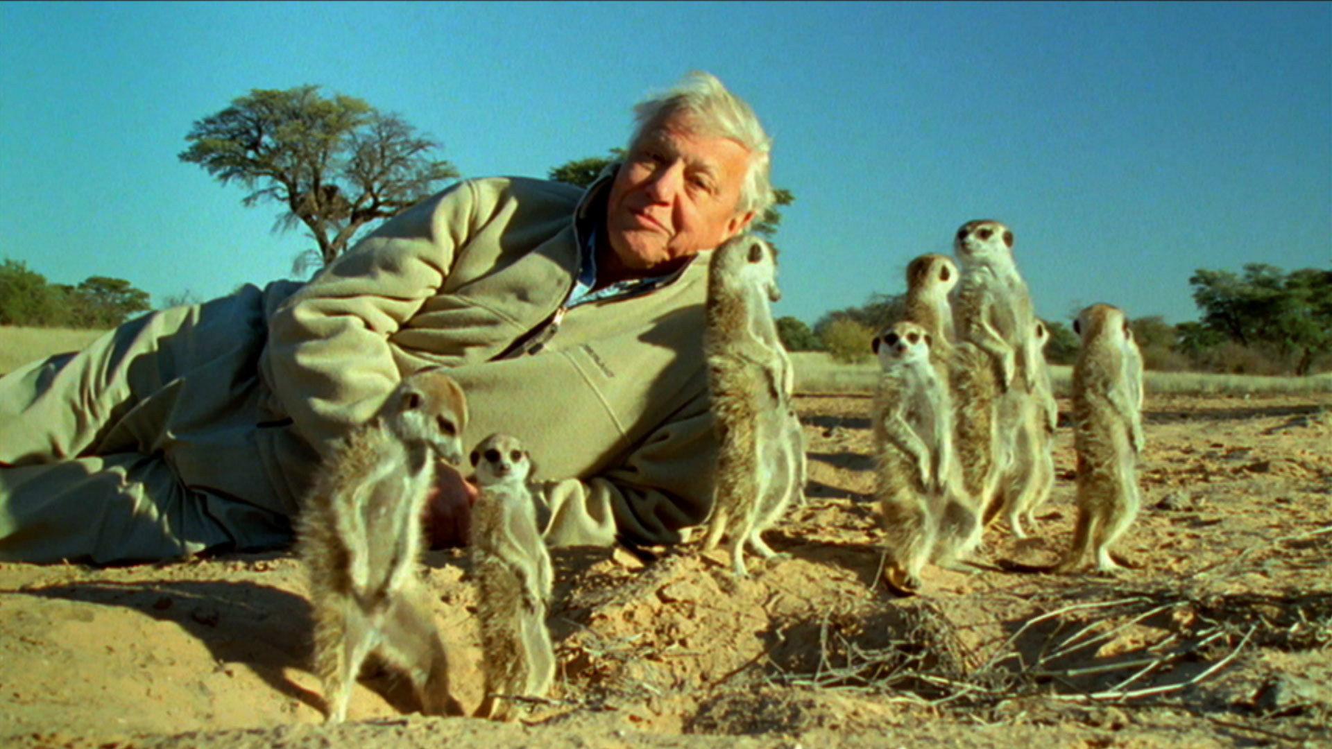 Still from Attenborough's Life Stories: Understanding the Natural World