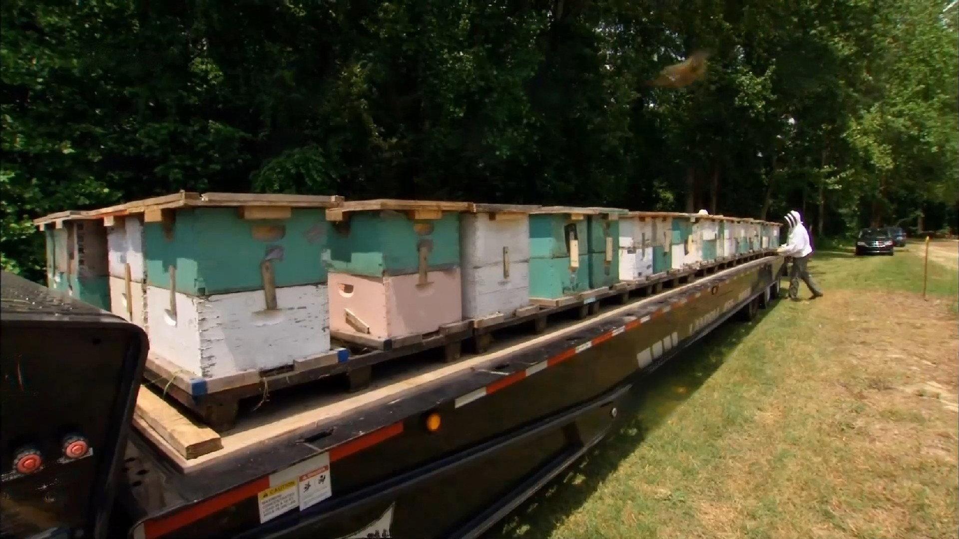 Still from Bidder Bee-ware!