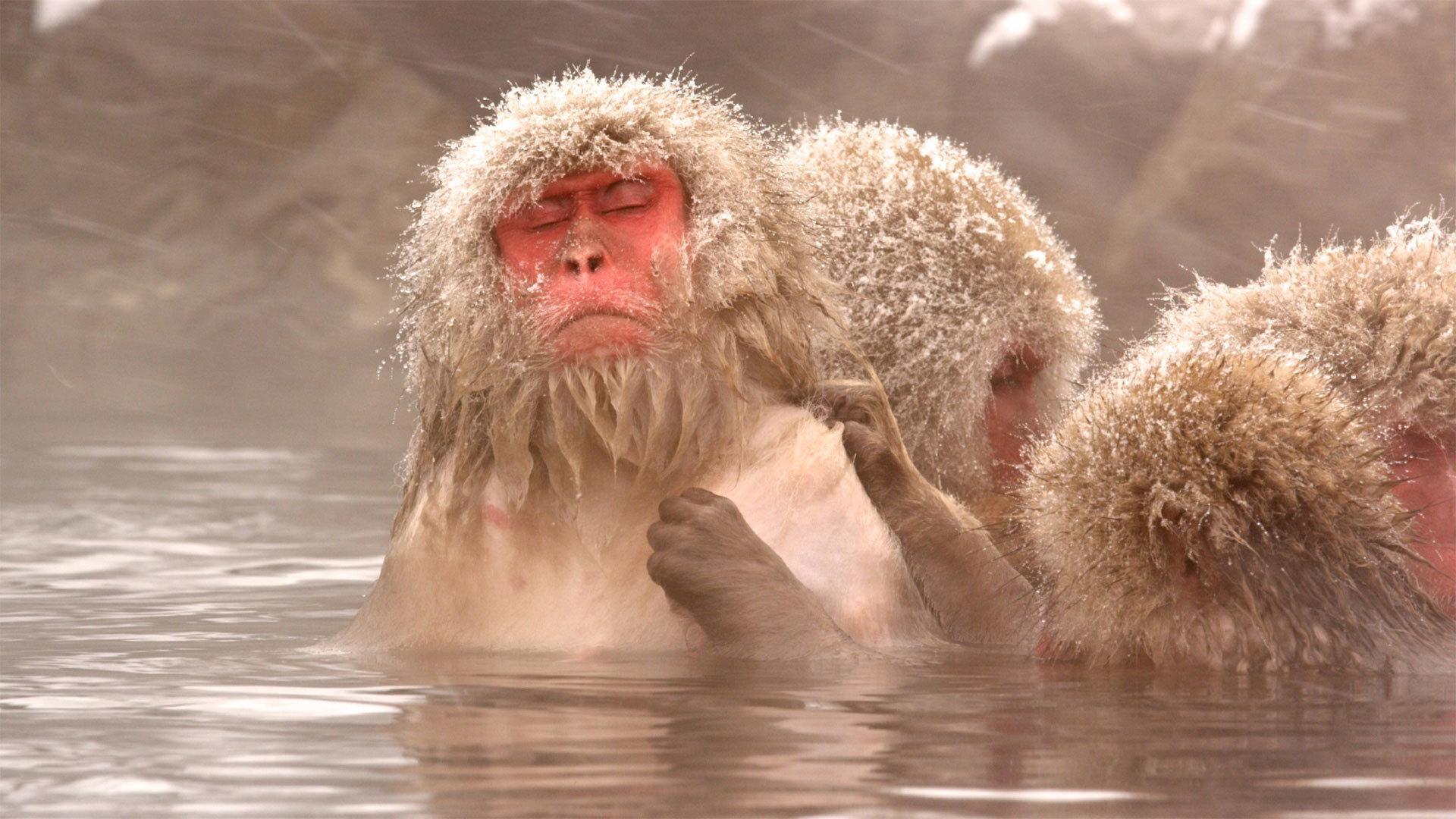 Still from Snow Monkeys