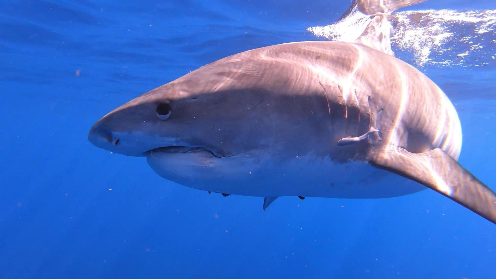 Still from Sharks of Hawaii