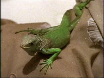Still from The Tale of the Chameleons