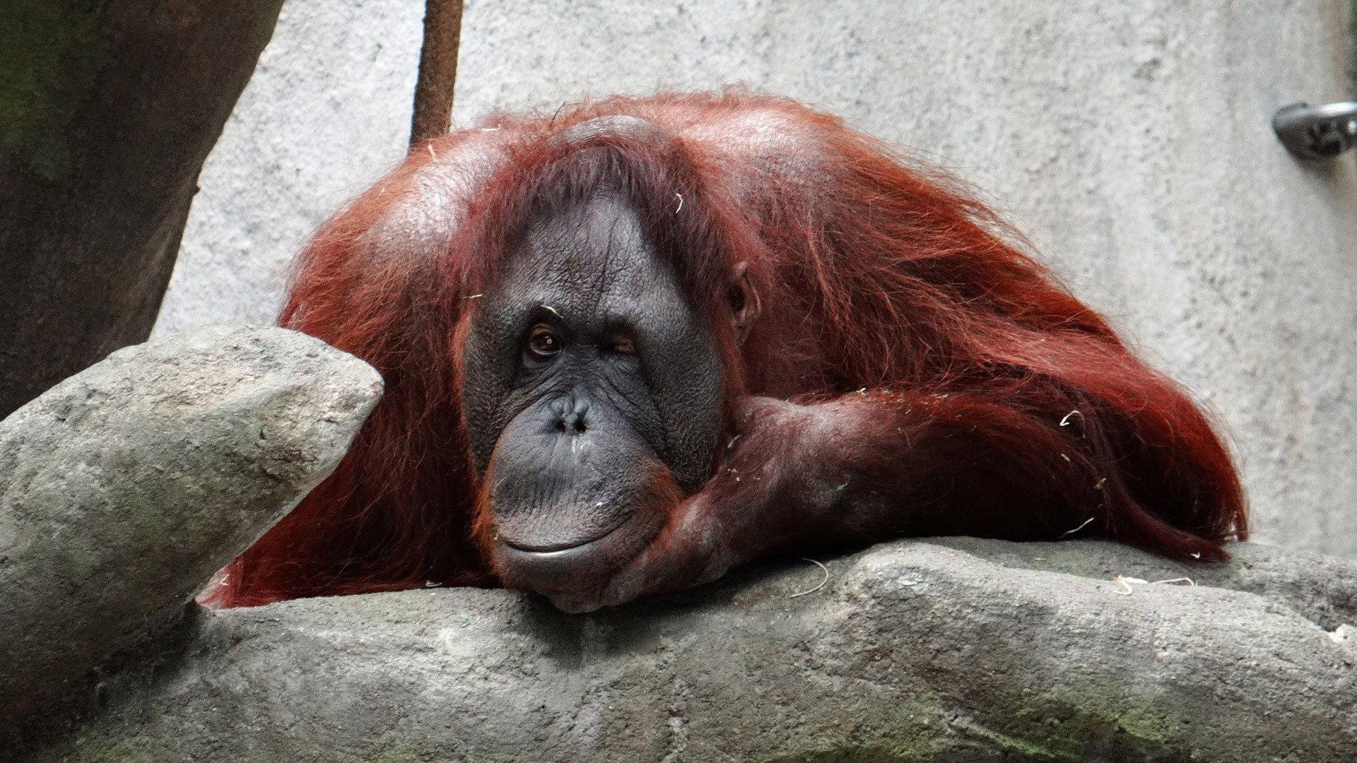 Still from Orangutans: Just Hangin' On