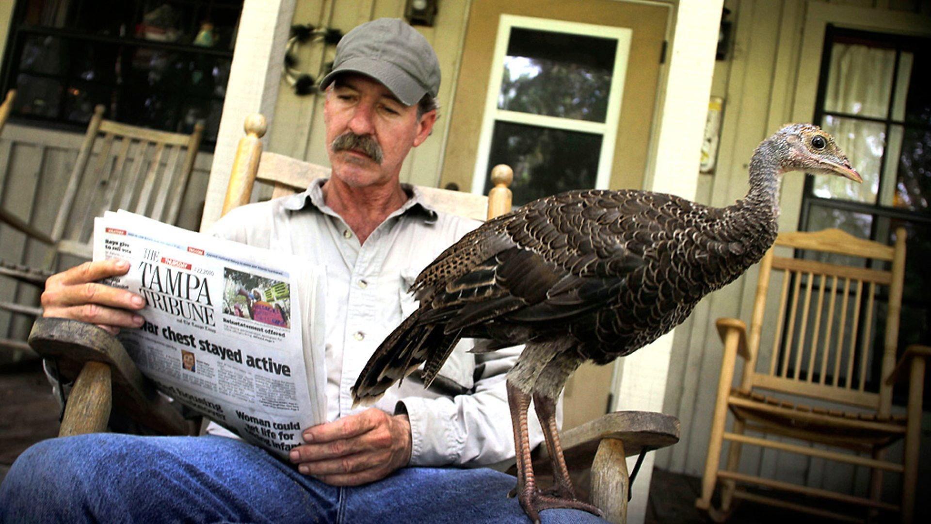 Still from My Life as a Turkey