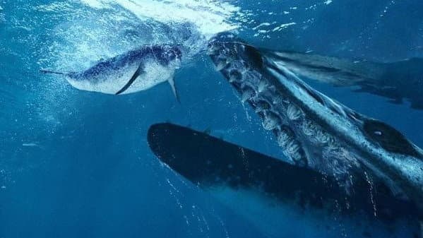 Still from Whale Killer