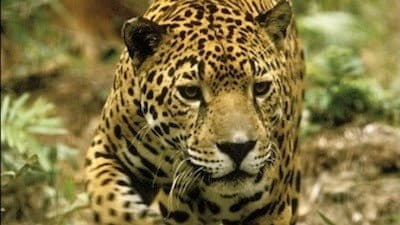 Still from Jaguar: Year of the Cat