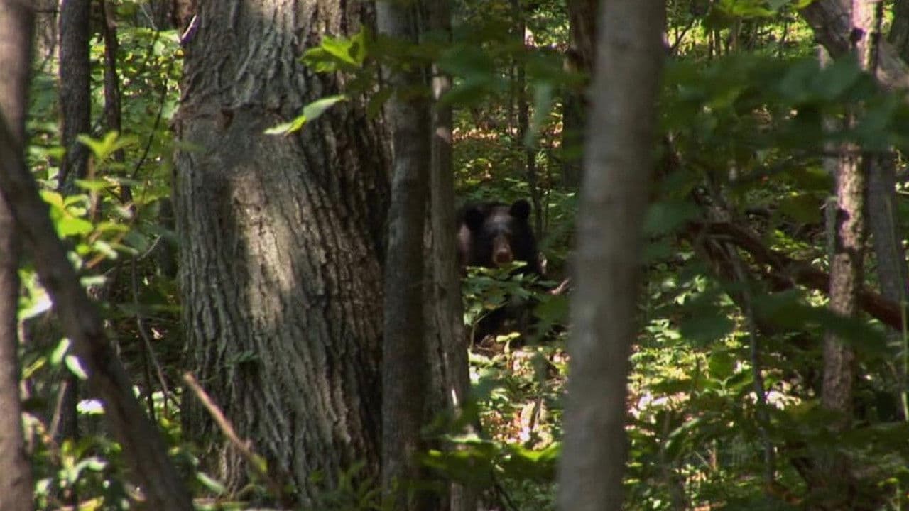 Still from Meltdown: Loaded for Bear