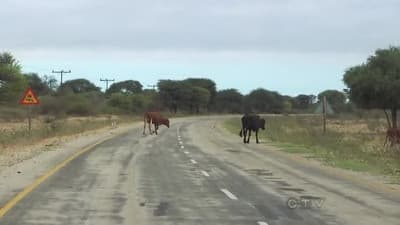 Still from Be Safe and Don't Hit a Cow