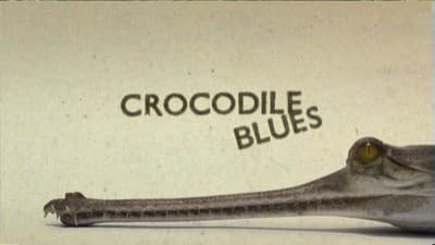 Still from Crocodile Blues