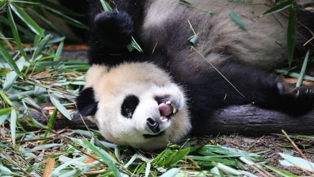 Still from Know My Name, Giant Panda