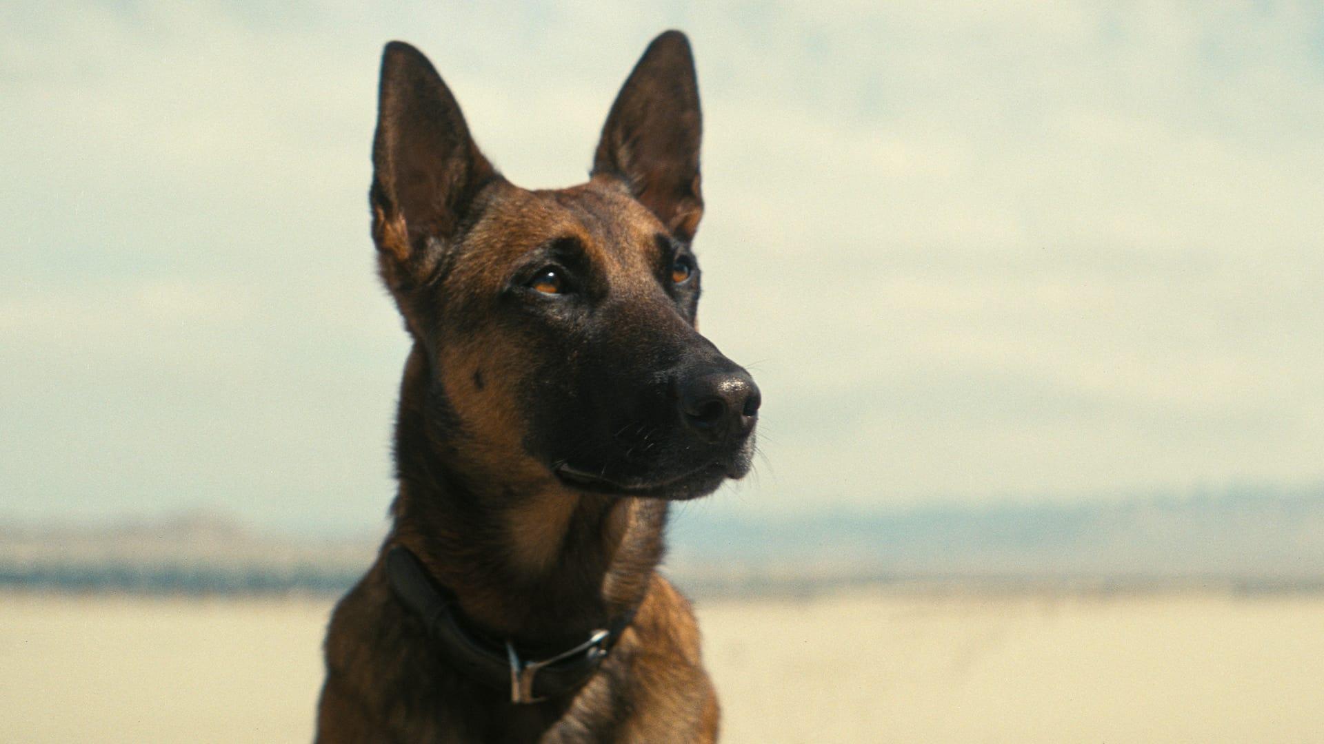Still from The Radio