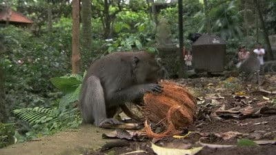 Still from I Love Monkeys!