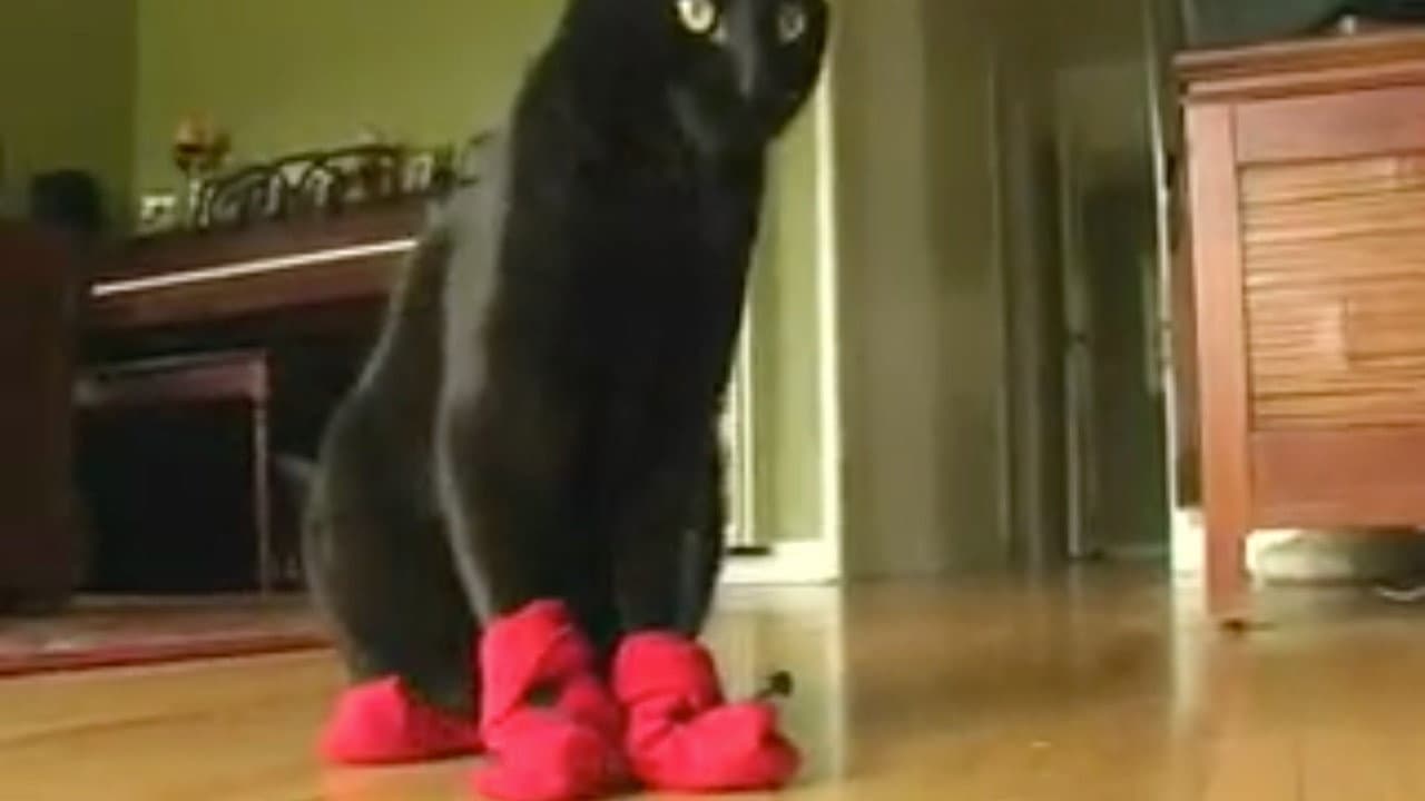 Still from Kitten Mittens Endless Loop