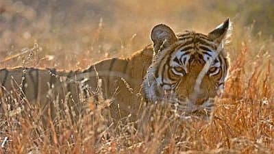 Still from Queen of Tigers