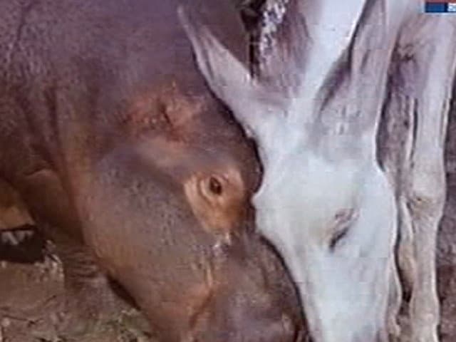 Still from Return of Ethel and Albert