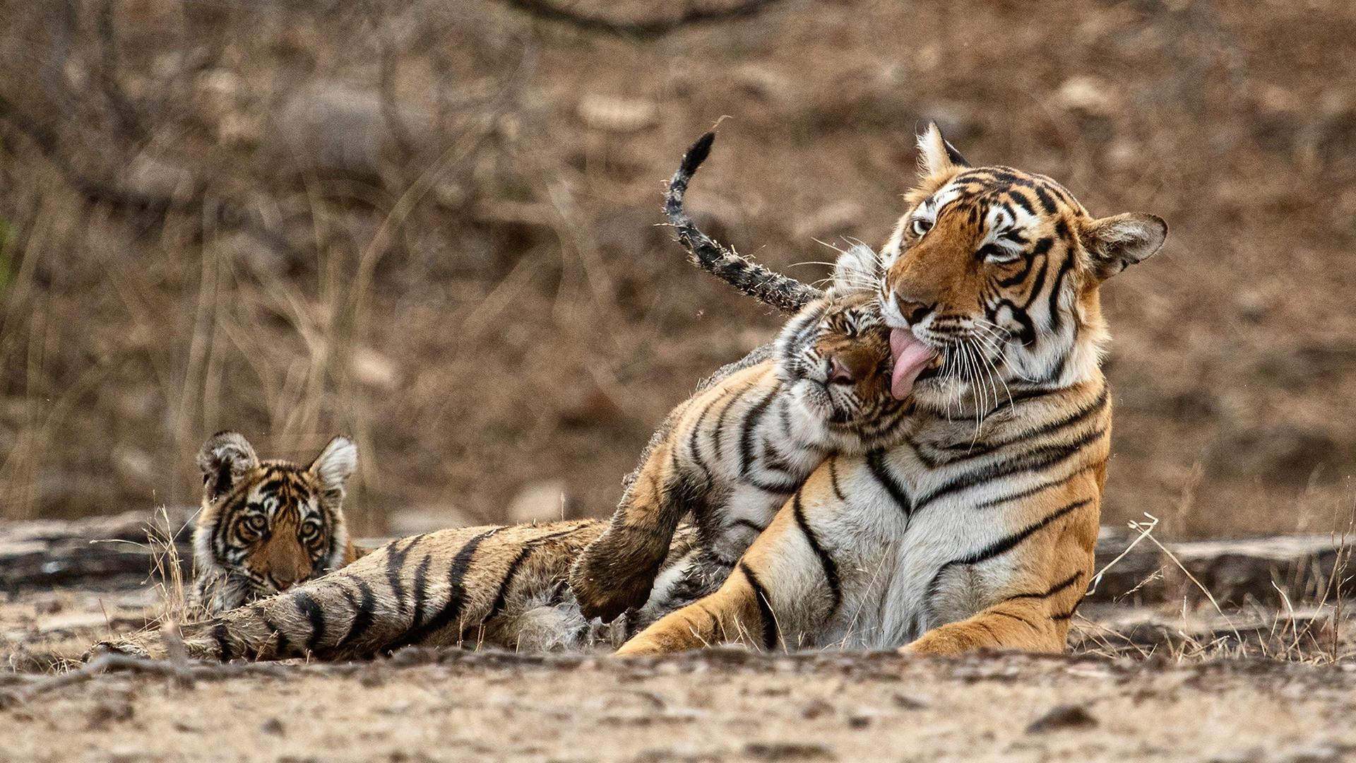 Still from Legendary Tigers of India