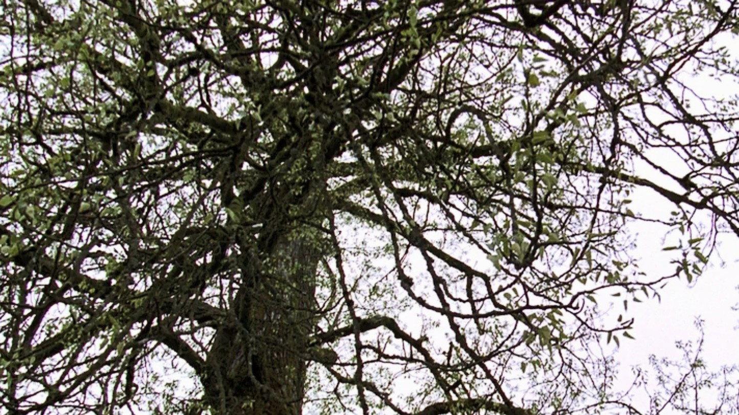 Still from Old Tree