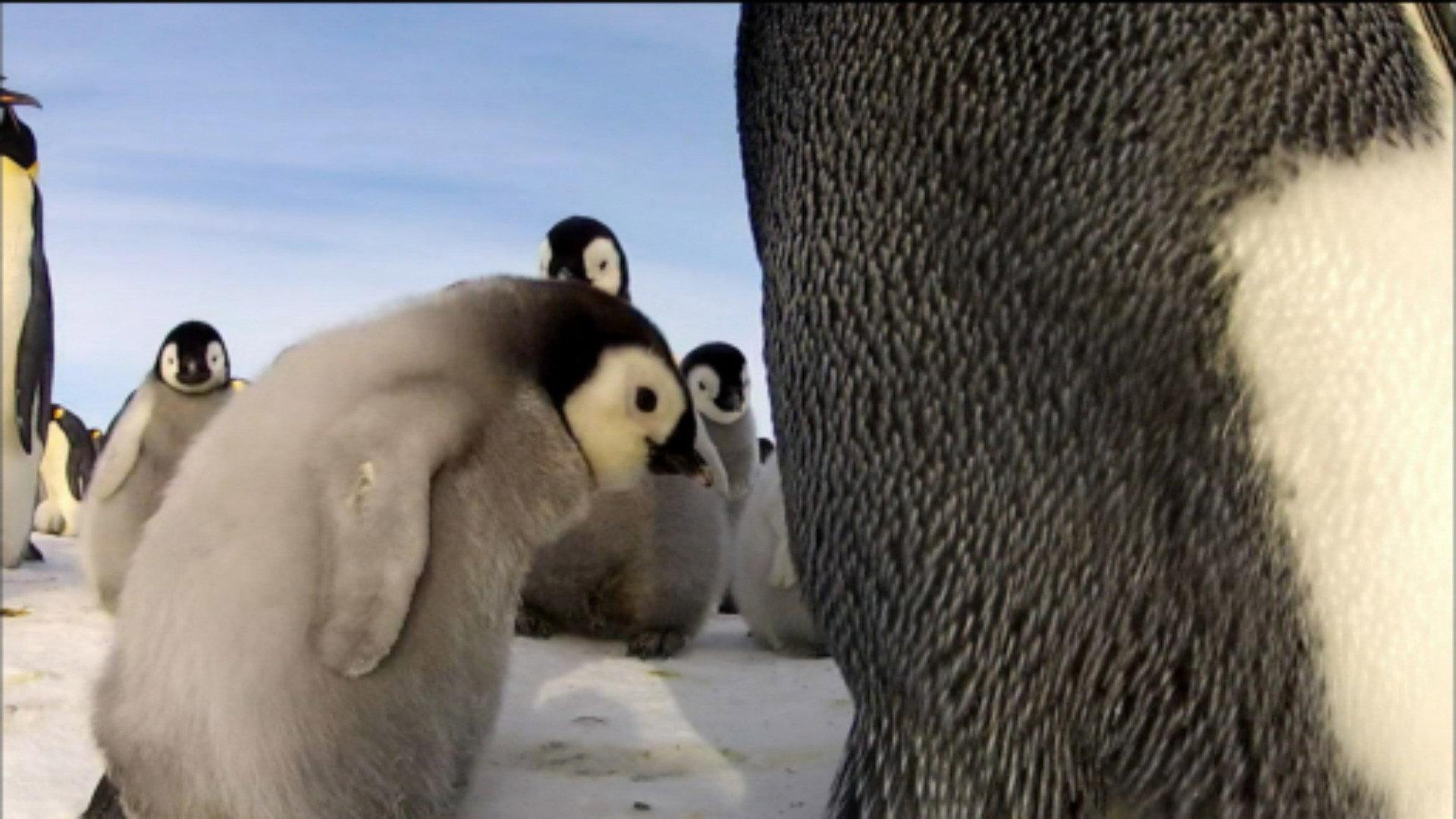 Still from Penguins: Spy in the Huddle: The Journey
