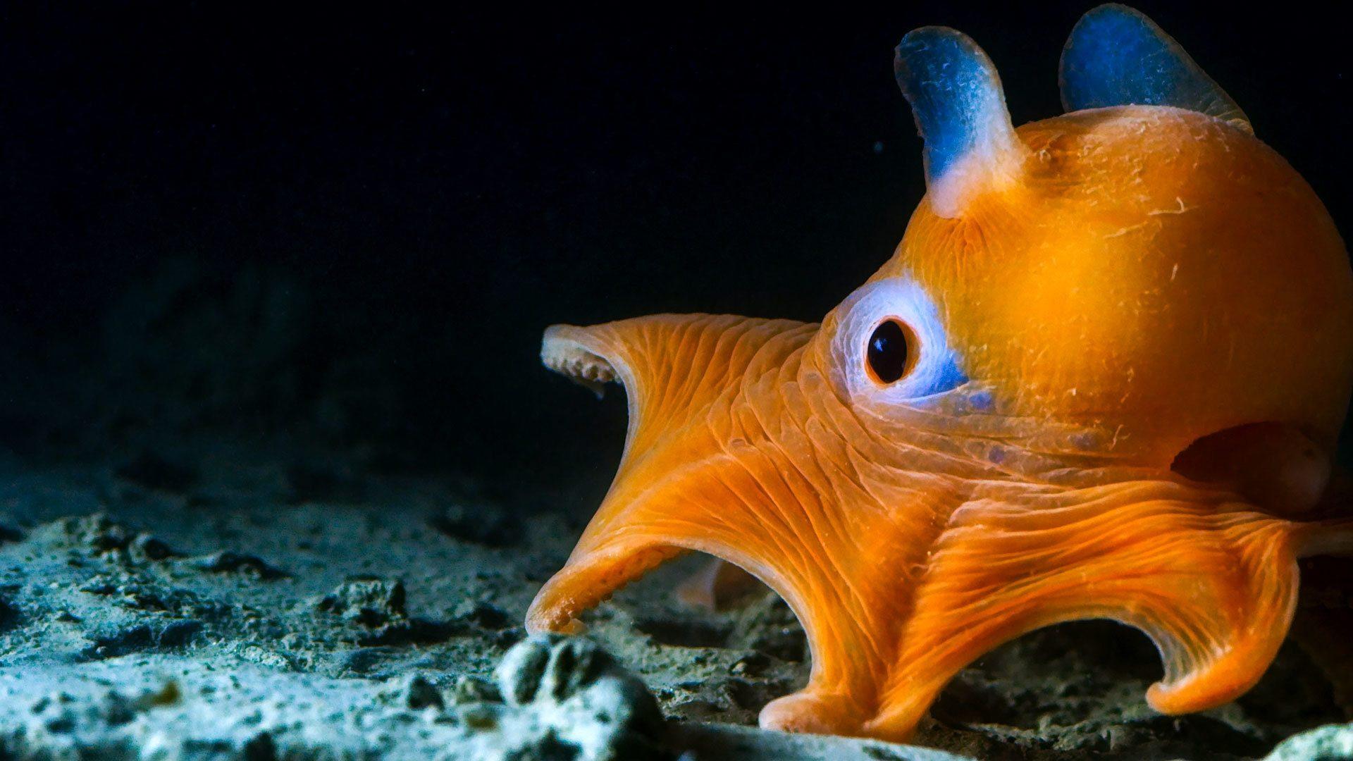 Still from The Deep