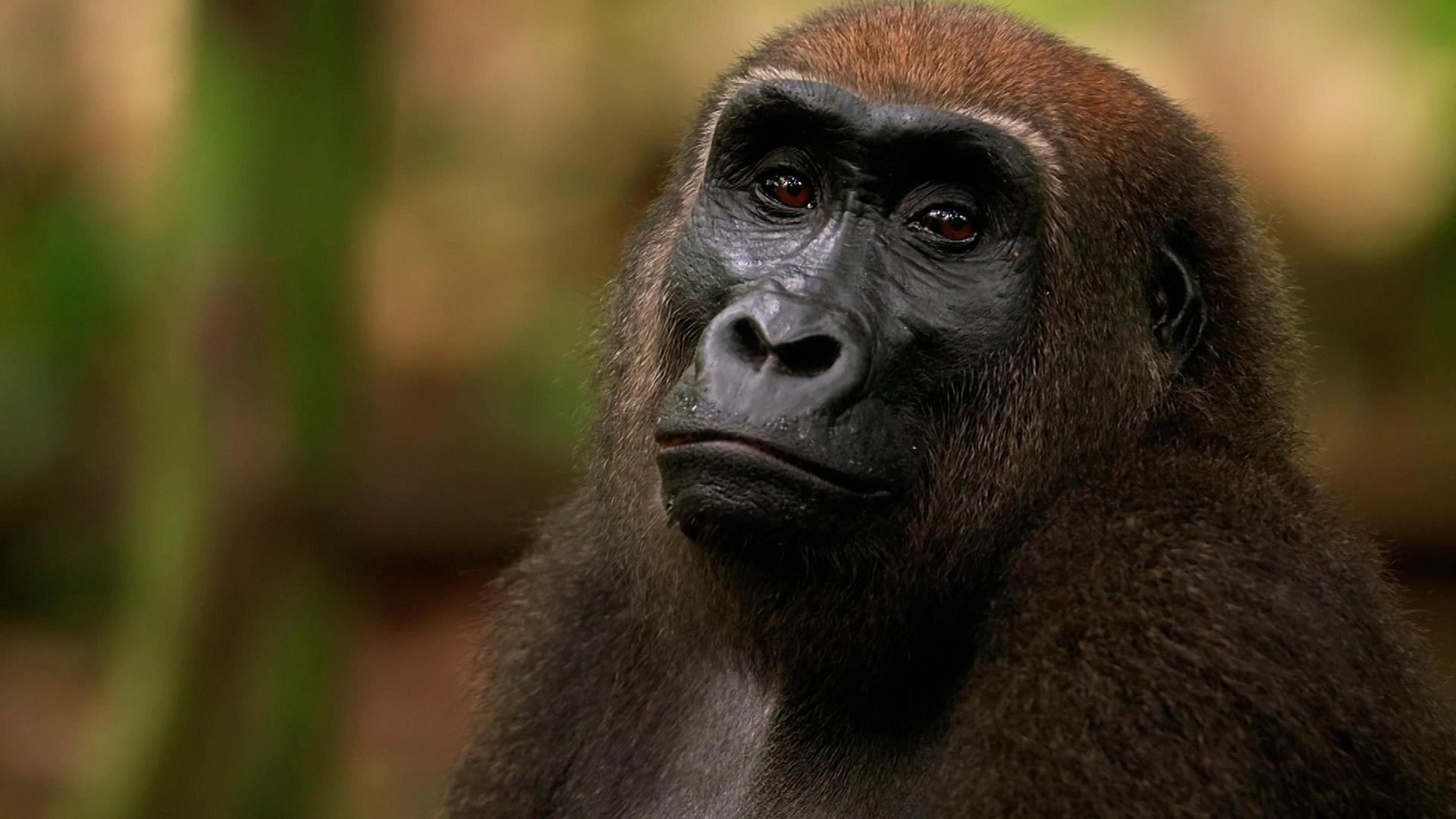 Still from Gorrilla