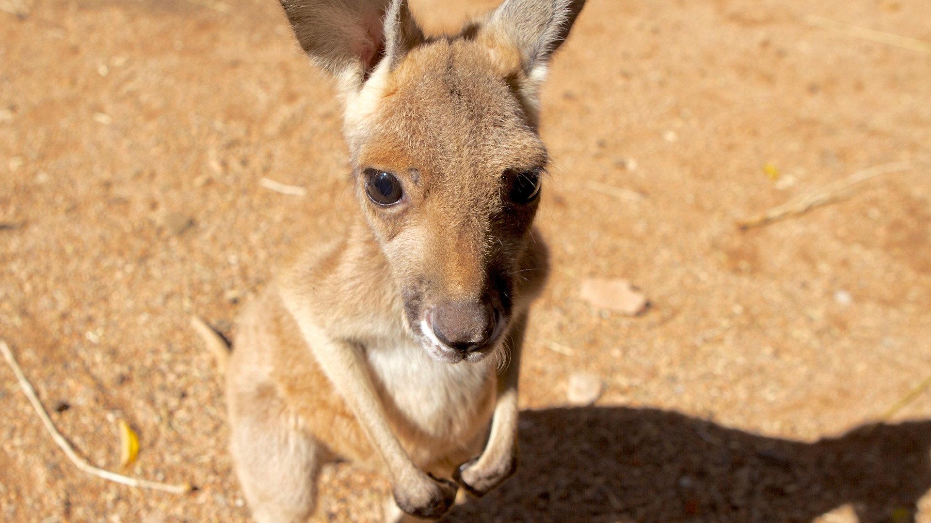 Still from Kangaroo Dundee and Other Animals (1)