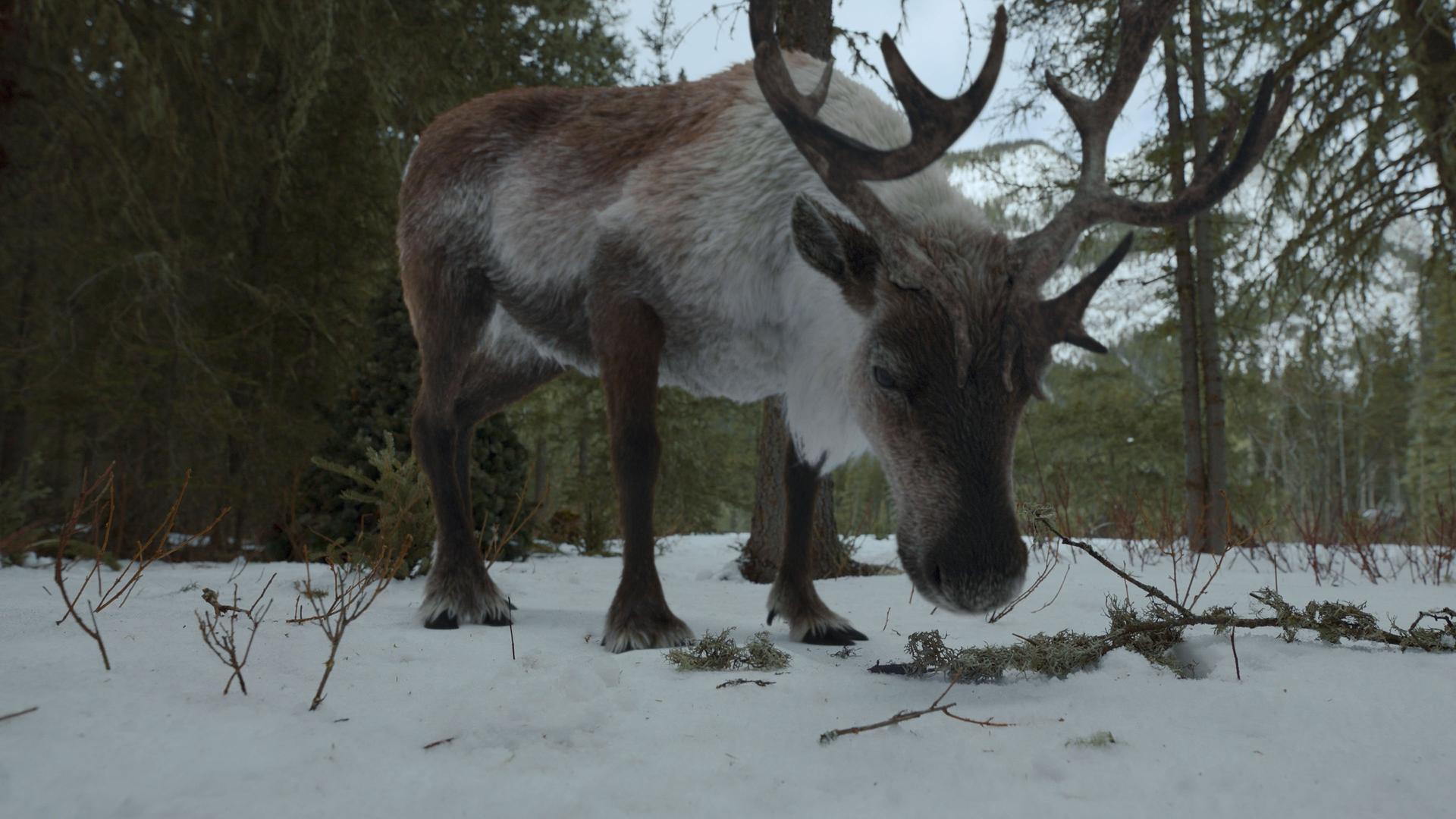 Still from Rangifer tarandus