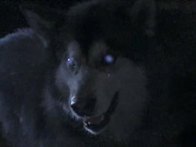 Still from The Tale of the Hunted
