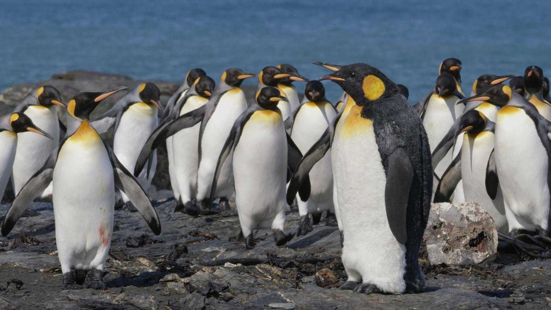 Still from Spy in The Wild 2: The Poles