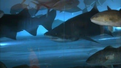 Still from Pool Shark