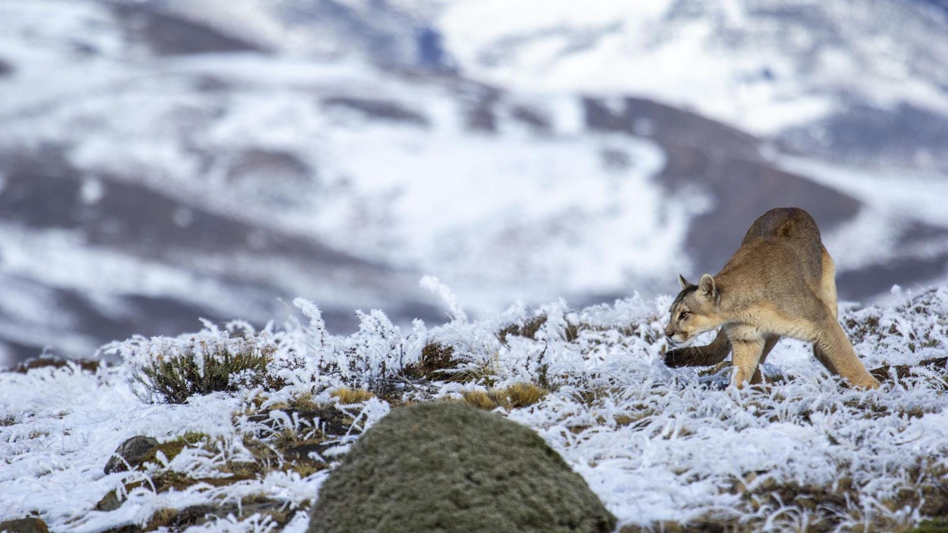 Still from Pumas: Legends of the Ice Mountains