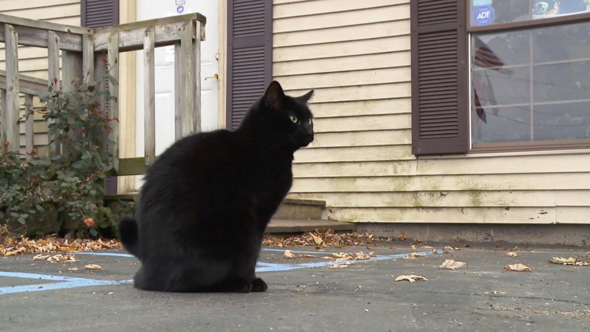 Still from New Cats on the Block