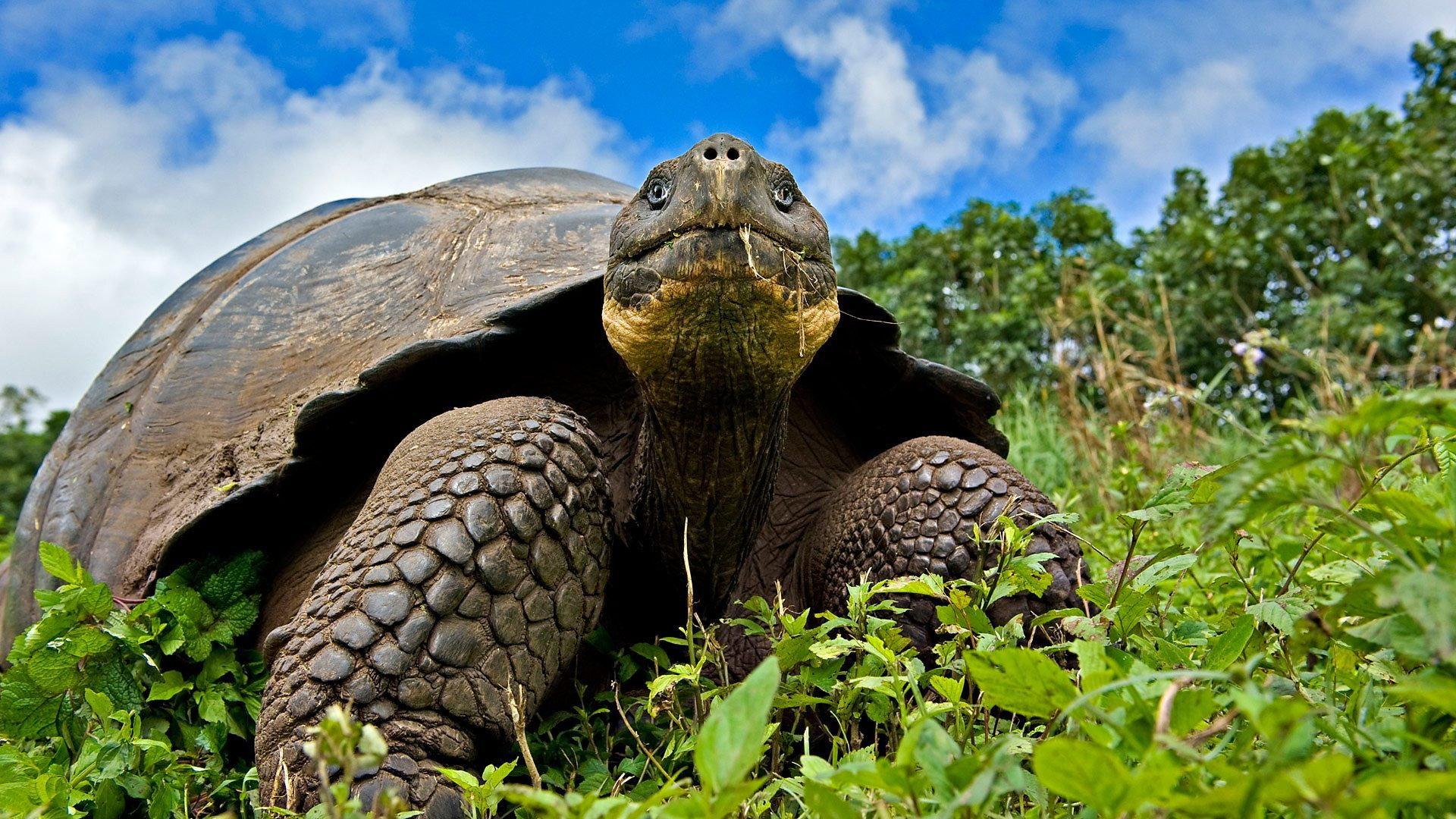 Still from Galapagos: Islands of Change
